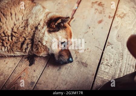 Old dog sleeping on floor Stock Photo