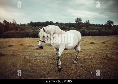 White horse with freckles Stock Photo