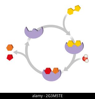 Enzyme function. Macromolecular biological catalysts Stock Photo