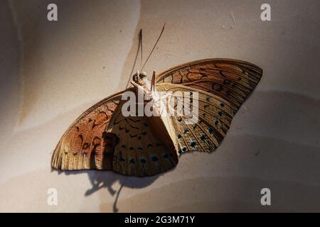 Dried Pallas' fritillary butterfly upside down isolated on a beige background Stock Photo