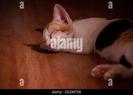 Adorable cat peacefully sleeping indoor on the floor Stock Photo