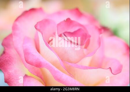 Narrow depth of field macro photo of details of pink and yellow rose flower. Stock Photo