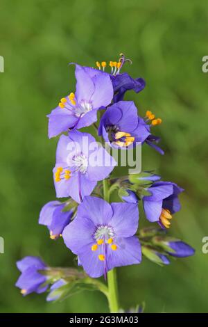 Jacob's Ladder Polemonium caeruleum at Lathkill Dale, Derbyshire, UK Stock Photo