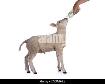 Cute little Texel lamb, standing side ways drinking milk from bottle. Isolated on white background. Stock Photo