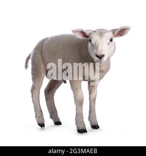 Cute little Texel lamb, standing side ways. Looking curious towards camera. Isolated on white background. Stock Photo