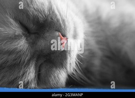 Sleeping grey kitten Stock Photo