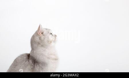 Wide banner. A white British cat sits and looks to the side and up to an empty space. Stock Photo