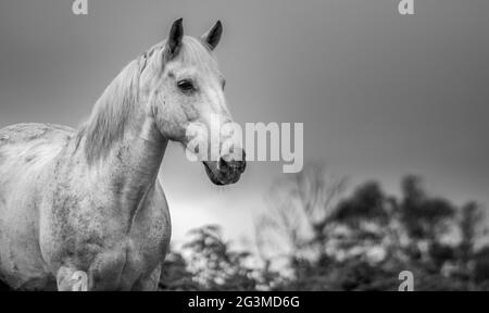 Cute horse outdoors on farm, enjoying flower field pasture, black and white. Stock Photo