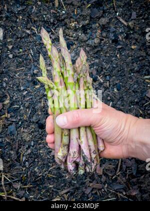 Caucasian male hand holding freshly picked asparagus spears. Stock Photo