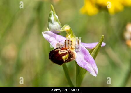 Bee orchid (Ophrys apifera) wildflower in June, UK Stock Photo