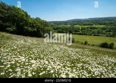 View of Denbies Hillside on Ranmore Common in the North Downs, Surrey Hills, England, UK, during June or Summer with wildflowers Stock Photo