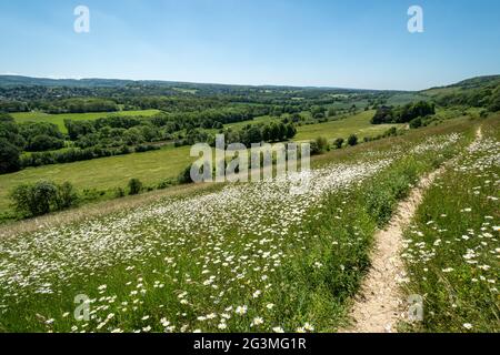 View of Denbies Hillside on Ranmore Common in the North Downs, Surrey Hills, England, UK, during June or Summer with wildflowers Stock Photo