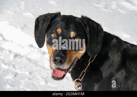 Portrait of a funny New Zealand Huntaway resting outdoors in winter Stock Photo