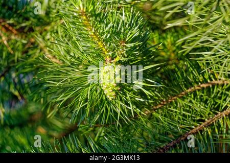 branches of a young spruce in the garden, in the summer Stock Photo