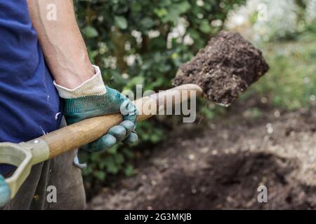 Man's wearing a pair of green gloves. Rubber garden gloves. Gardener is digging a hole in the earth. Picking up soil in hand. Stock Photo