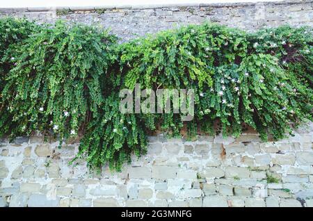 Background of the white brick wall overgrown with dense green bushes and blooming plants. Old town of city Piran, Slovenia. Textures of the world. Stock Photo