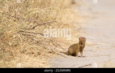 Yellow Mongoose in the Kalahari Stock Photo