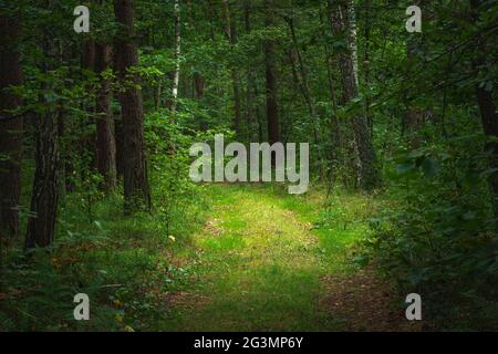 A path in a dense green forest, summer view Stock Photo