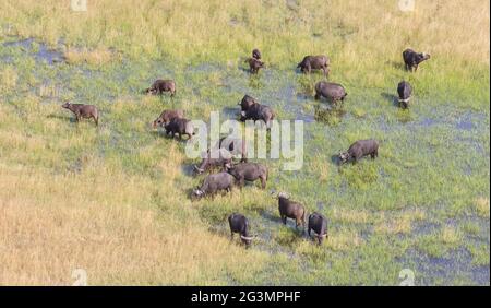 Water buffalo in the Okavango delta, Botswana - Aerial shot Stock Photo