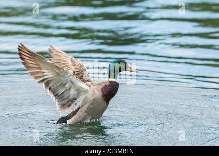 Male mallard with wings up, splashing in water. Stock Photo