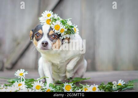 Dog breed Chihuahua sitting, raised his front paw, on his head a wreath of daisies, on a gray wooden background Stock Photo