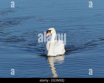 Mute Swan (Cygnus olor) swimming in a river Stock Photo