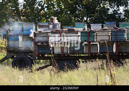 "22.09.2019, Telawi, Kakheti, Georgia - Beekeeper checking his hives on a trailer. 00S190922D078CAROEX.JPG [MODEL RELEASE: NO, PROPERTY RELEASE: NO (c Stock Photo