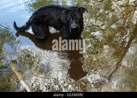 '01.05.2020, Dranse, Brandenburg, Germany - Giant Schnauzer standing in the water. 00S200501D624CAROEX.JPG [MODEL RELEASE: NO, PROPERTY RELEASE: NO (c Stock Photo