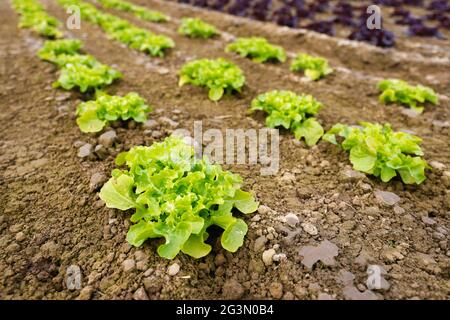 "17.04.2021, Soest, North Rhine-Westphalia, Germany - Vegetable cultivation, lettuce plants growing in rows in the field, oak leaf lettuce (Lactus sat Stock Photo