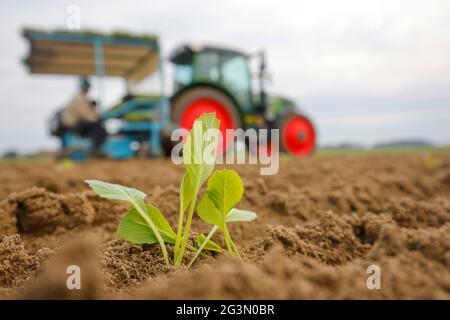 "17.04.2021, Soest, North Rhine-Westphalia, Germany - Vegetable cultivation, field workers on a planter plant white cabbage plants in the freshly plou Stock Photo