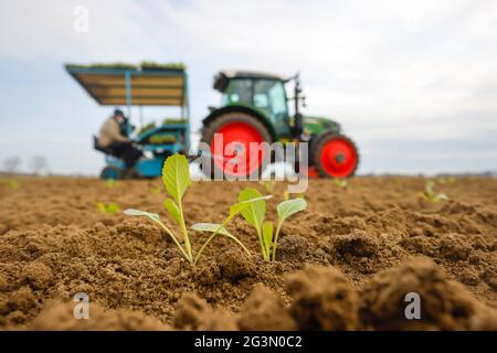 "17.04.2021, Soest, North Rhine-Westphalia, Germany - Vegetable cultivation, field workers on a planter planting white cabbage plants in the freshly p Stock Photo