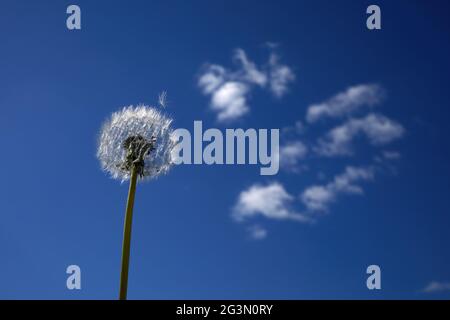 A white fluffy dandelion on blue sky. A round head of a summer plant. The concept of freedom, dreams of the future Stock Photo