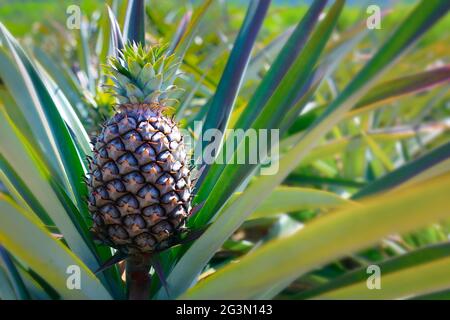 juicy pineapple growing in plantation Stock Photo