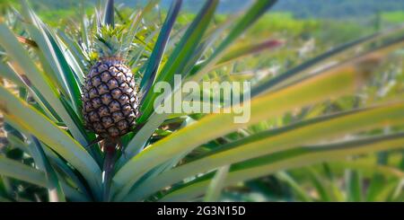 juicy pineapple growing in plantation Stock Photo