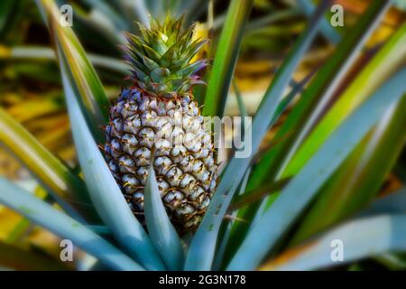 juicy pineapple growing in plantation Stock Photo