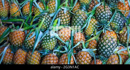 juicy pineapple growing in plantation Stock Photo