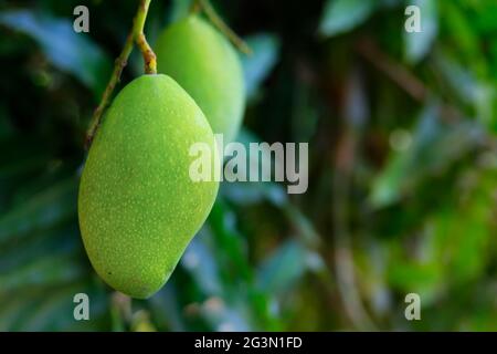 young green mango growing in tree Stock Photo