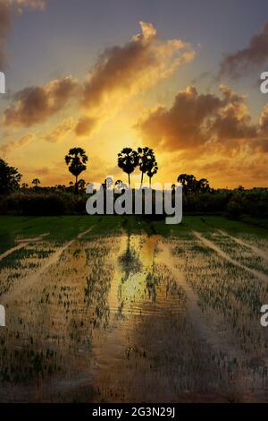 sunset on rice field in south east asia Stock Photo