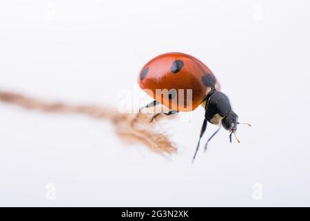 Beautiful red ladybug walking on a dry leaf Stock Photo