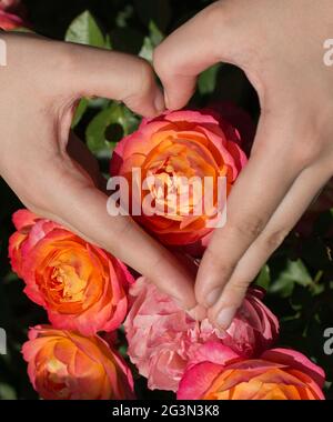 Beautiful colorful Rose Flower in hand Stock Photo