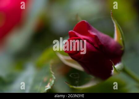 Budding red rose on a green blurred background. Swallow depth of field Stock Photo