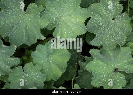 Wet rained leaves of the Alchemilla vulgaris or common lady's mantle. Covered with drops, background Stock Photo