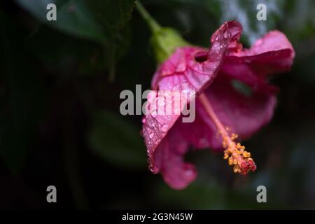 Large, conspicious and trumpet-shaped purple Hibiscus flower on a dark background. Focus on the watered petals, pistils and stamens. Copy space Stock Photo