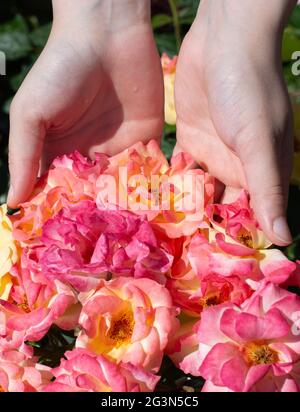 Beautiful fresh roses in hand Stock Photo