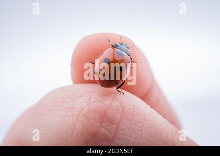 Beautiful red ladybug walking on a hand Stock Photo