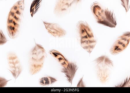 Pattern made with mottled brown pheasant feathers on white background, closeup. Top view Flat lay. Stock Photo