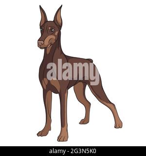 Color vector image of a Doberman. Isolated object on white. Stock Vector