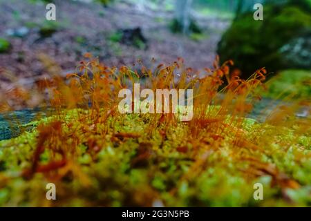 red thin moss on a tree trunk in the forest while hiking Stock Photo