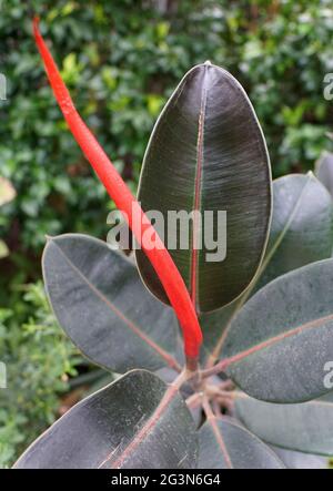 Shiny dark green and red leaf of Ficus Burgundy Rubber plant Stock Photo