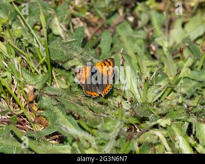 Lycaena phlaeas, known as the Small Copper, American Copper, or Common Copper. Stock Photo